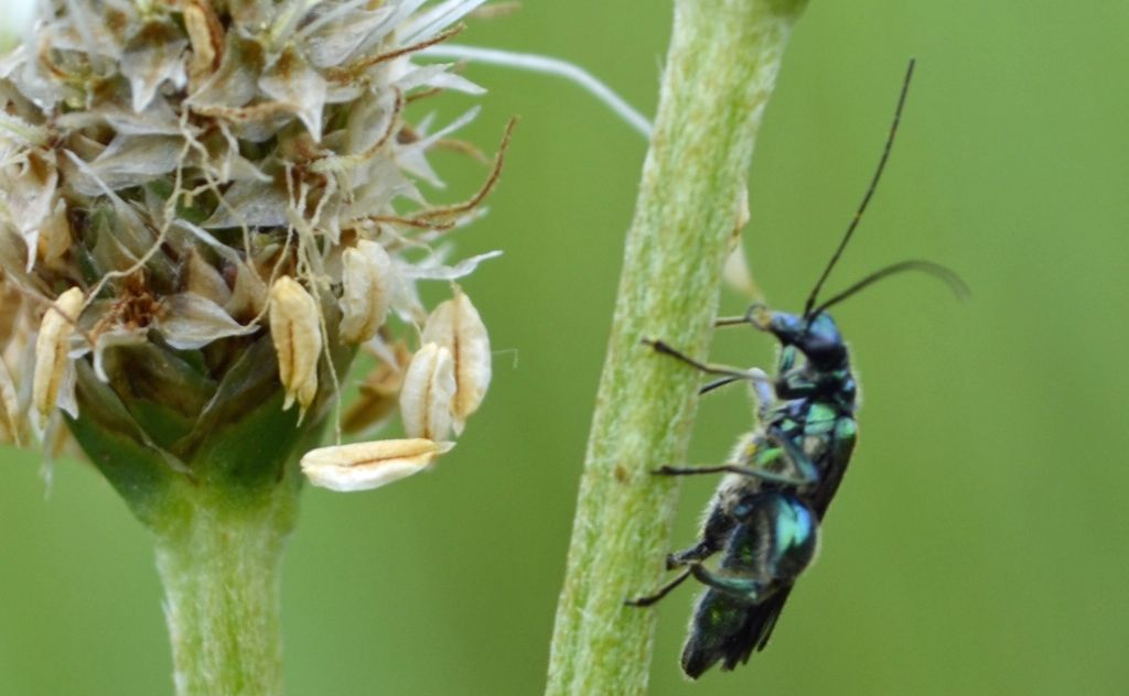 Piccolo coleottero id. - Oedemera nobilis